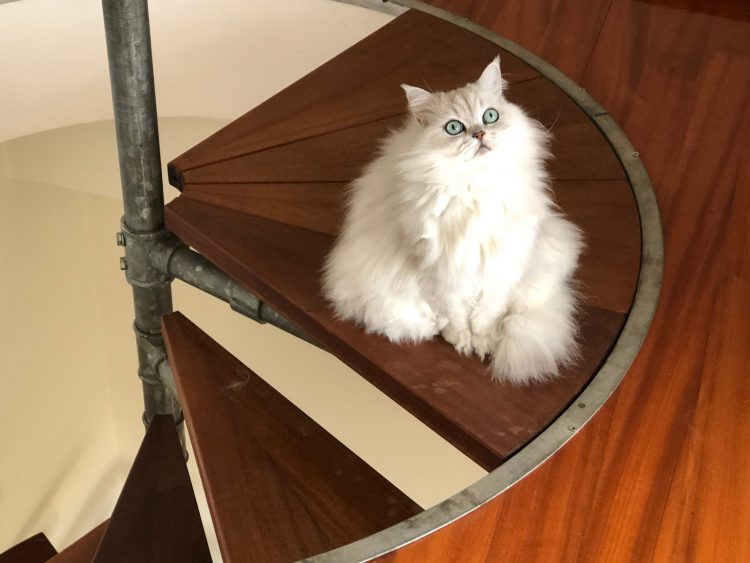 Wood, white spirit, oil and a cat